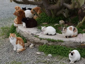 Is It True That All Cats Have Tails? Vet-Reviewed Facts