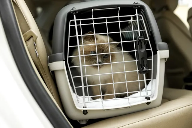 Does Amtrak Allow Cats? Train Pet Policy & Safety Tips