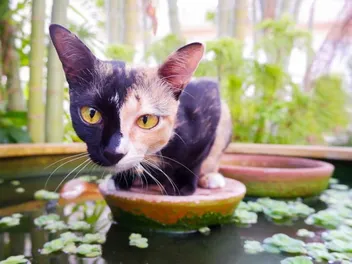 Chimera Cat: Vet-Verified Facts, Info, Pictures & History