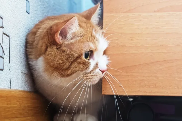 What Are Cats Scared Of? 8 Vet-Reviewed Feline Fears & How to Help