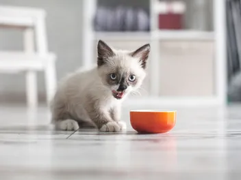 At What Age Do Kittens Start Eating Food & Drinking Water? Vet-Reviewed Facts