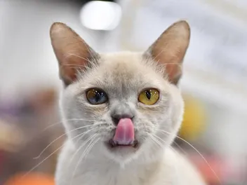 Burmese Cat Lifespan: How Long Do They Live? Vet-Reviewed Info