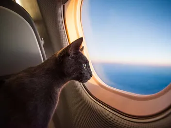 How to Get a US Pet Passport in 2026? Expert Guide & Tips