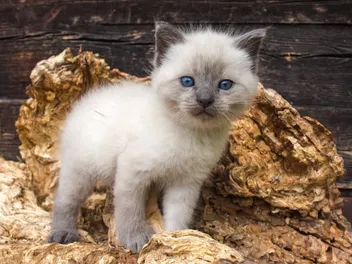 Siamese Kittens for Sale in Colorado: Breeders List 2026