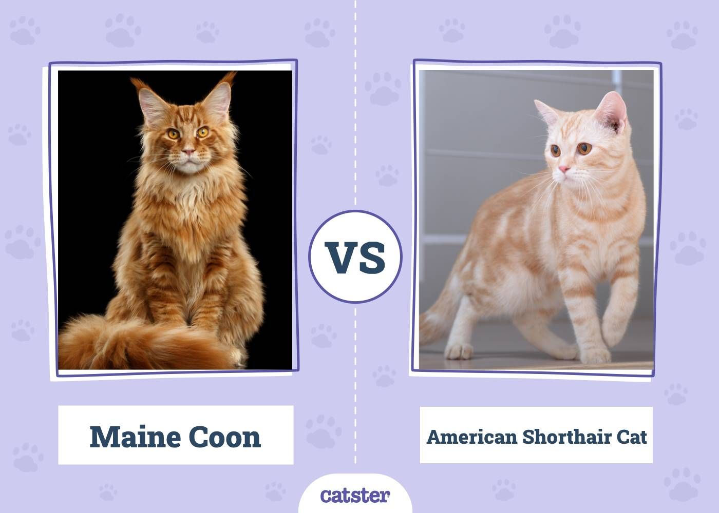 Maine Coon VS American Shorthair Cat