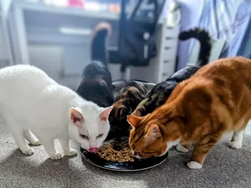 The Great Debate Part One: Why Cats Are Better Than Dogs
