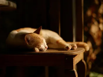 12 Vet-Approved Ways to Calm a Cat Down at Night