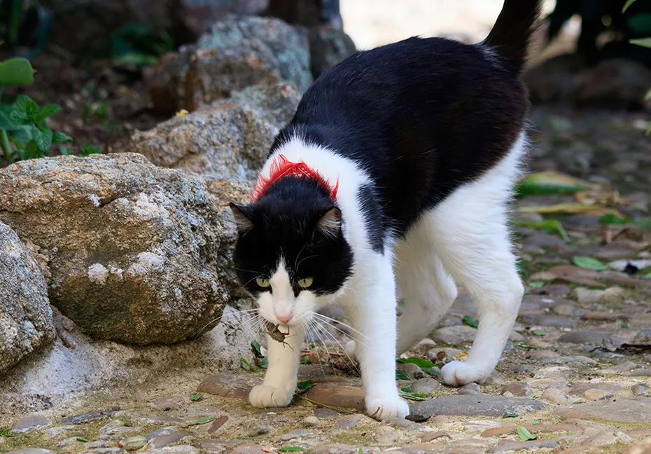 black and white cat with insect in the mouth