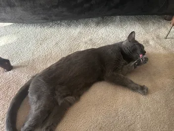 Is Your Cat a Loud Groomer? Olga Certainly Is!
