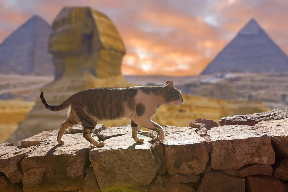 Cat walking on the background of the Egyptian pyramids in Cairo