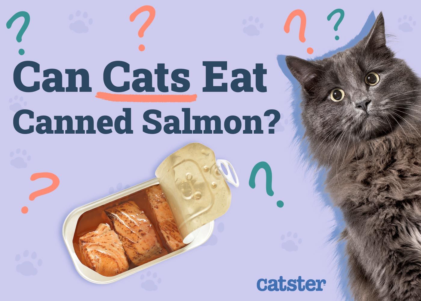Can Cats Eat Canned Salmon