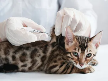 Injection-Site Sarcoma: 9 Vet-Verified Facts