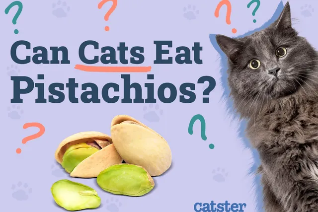 Can Cats Eat Pistachios? Vet-Reviewed Nutritional Facts