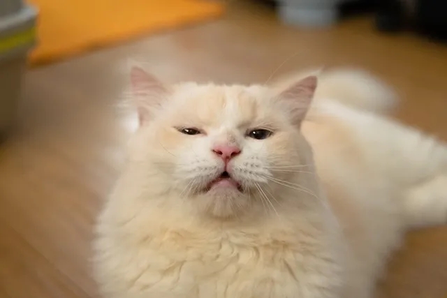 Why Do Cats Open Their Mouth When They Smell? Reasons Explained (Vet Answer)