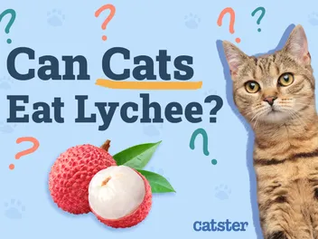 Can Cats Eat Lychee? Vet-Reviewed Nutritional Facts & FAQ