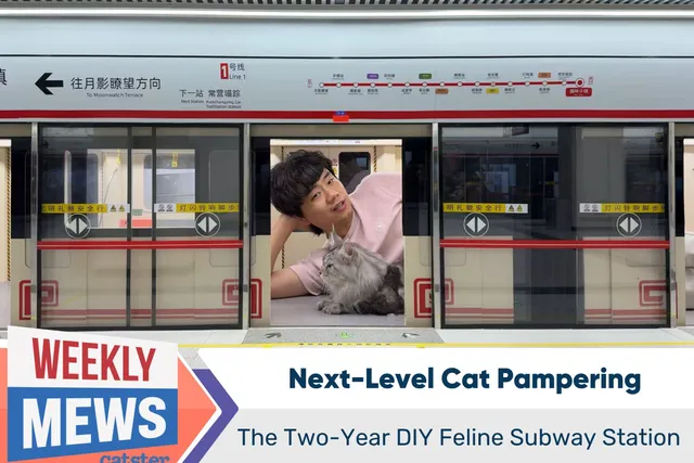 Next-Level Cat Pampering: The Two-Year DIY Feline Subway Station