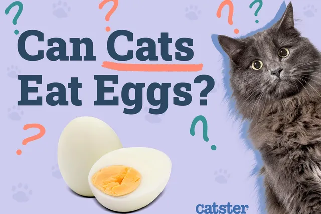 Can Cats Eat Eggs? Vet-Verified Nutrition Facts