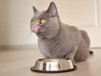 10 Best Foods for Pregnant Cats in 2026 – Reviews & Top Picks