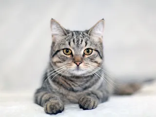 Why Do Tabby Cats Have an “M” on Their Forehead? Myth Vs Genetics (Vet-Reviewed)