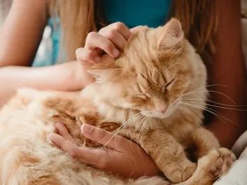 How to Pet Your Cat & Find Special Places They Love: Vet-Reviewed Guide