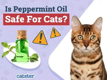 Is Peppermint Oil Safe for Cats? Vet-Reviewed Facts & FAQ