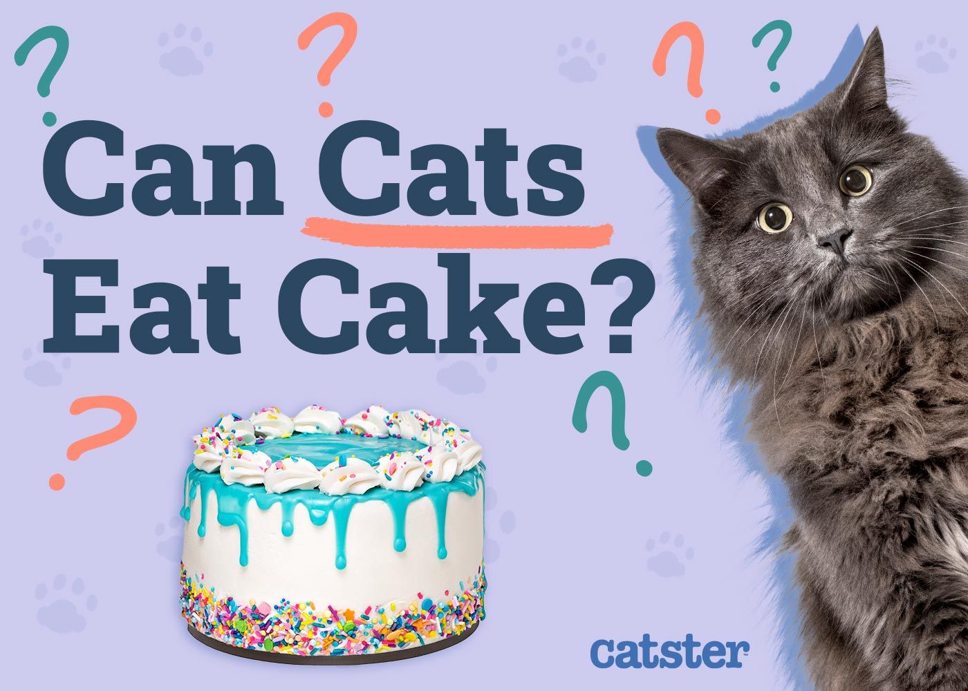 Can Cats Eat Cake