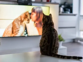 How to Get Your Cat Into Commercials: 5 Tips to Make Your Pet a Star