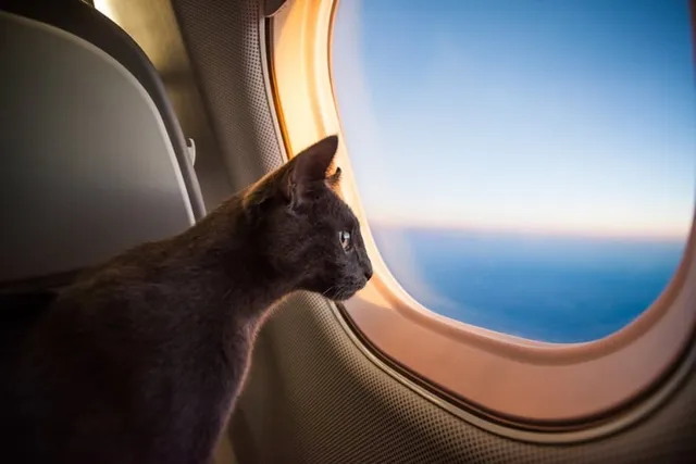 Can a Cat Go to the Bathroom on a Plane? Pre-Flight Tips