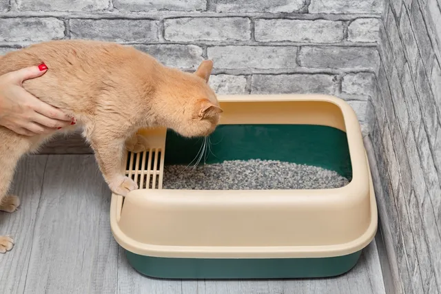 How Long Can a Cat Go Without Pooping? Vet-Verified Causes & Solutions