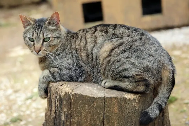 How Do Tabby Cats Get Their Stripes? Vet-Verified Facts & Info