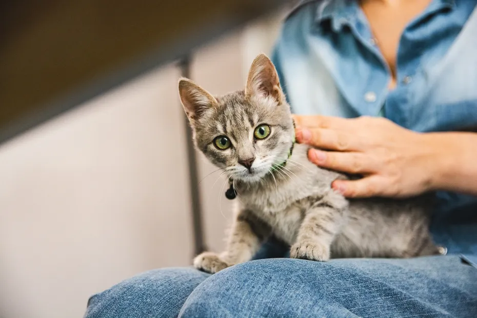 tabby-cat-on-owners-lap