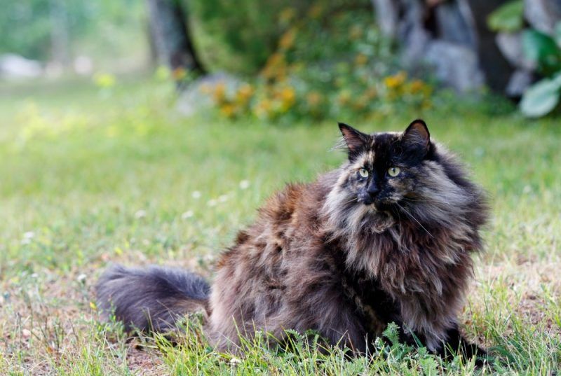 Tortoiseshell Norwegian Forest Cat: Info, Facts, Pictures & History