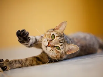 Why Do Cats Stretch When They See You? 5 Vet Verified Reasons