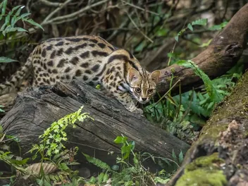 First New Cat Species In A Century – and It Has Been Hiding in Plain Sight