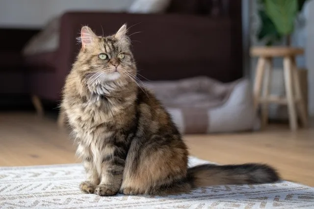 How to Train a Maine Coon: 5 Vet-Reviewed Tips & Tricks