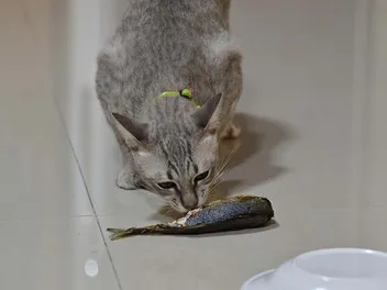 8 Vet-Approved Food Sources of Magnesium for Cats