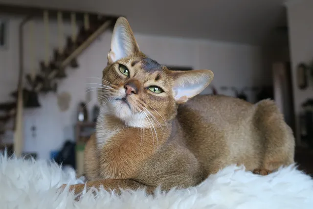 7 Vet-Verified Abyssinian Cat Colors: An Overview (With Pictures)