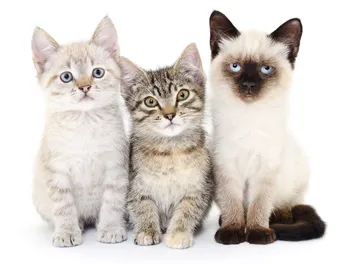 How to Choose a Kitten for Your Family: 8 Vet-Approved Tips