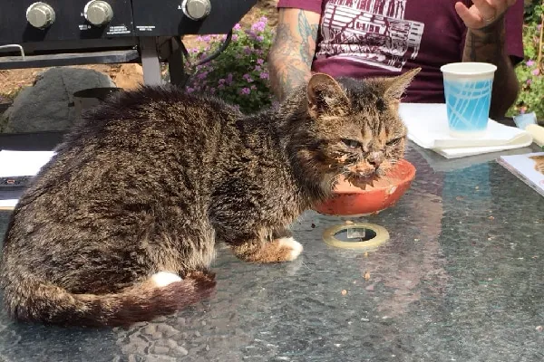 Lil Bub eating.