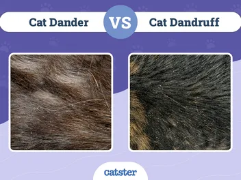 Cat Dander vs Dandruff: How to Tell Them Apart (With Pictures)