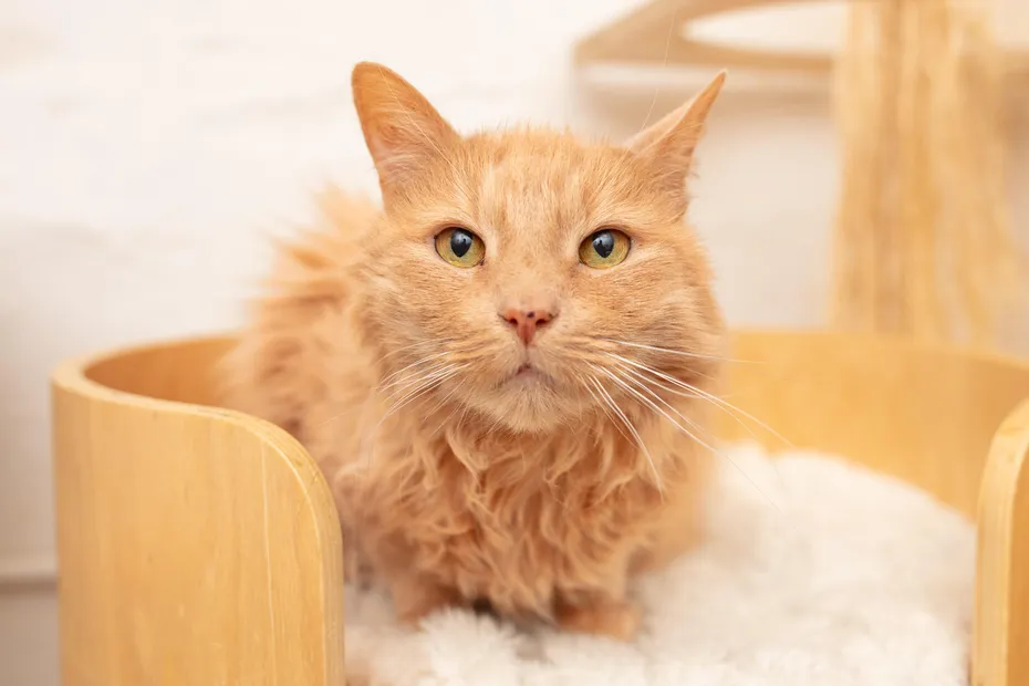 KitTea Cat Café_ Inside the Cozy Cat Rescue Changing Lives in San Francisco 7