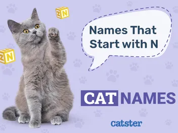 130 Cat Names That Start with N for Your New Kitty