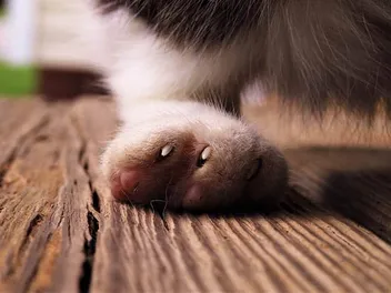Septic Arthritis in Cats: Signs & Care Guide (Vet Answer)