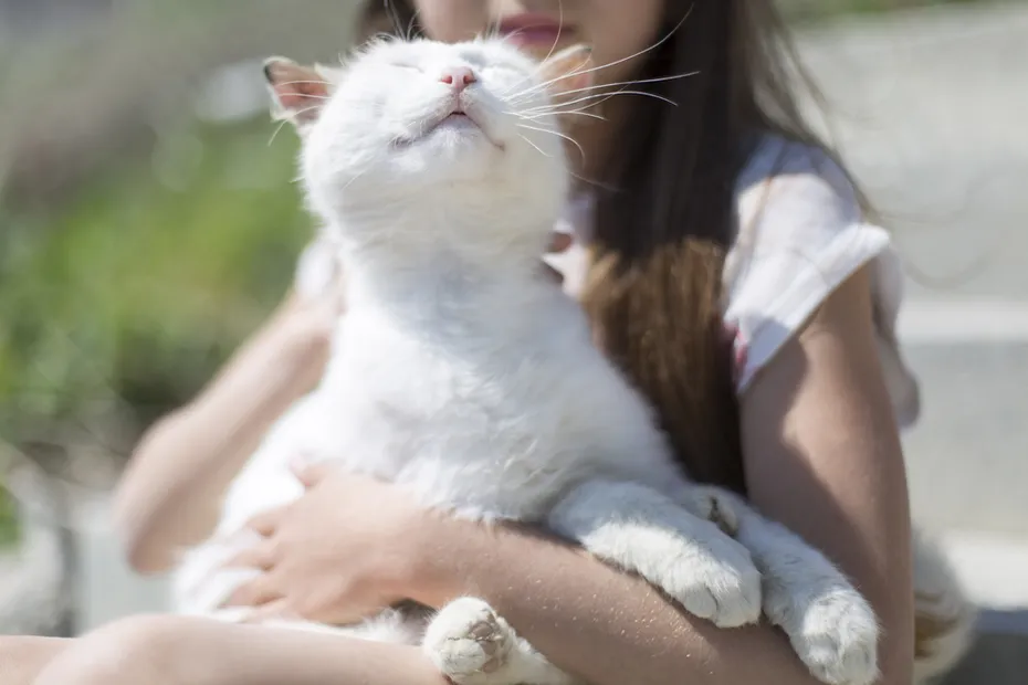 white cat purring on hands