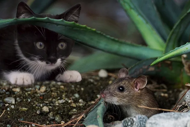 Will Mice Leave If They Smell a Cat? Vet-Reviewed Prevention Tips & Advice