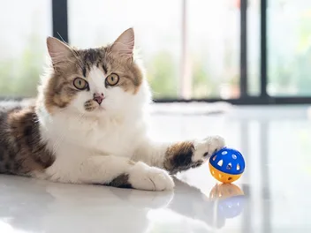 How to Destress Your Cat Over the Holidays: 9 Vet-Reviewed Ideas