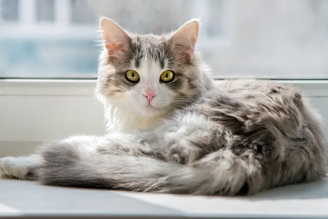 How Long Can You Safely Leave Your Cat Alone? Vet Approved Tips & Alternatives