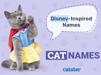 170+ Disney-Inspired Cat Names: Ideas for Your Animated & Magical Cat