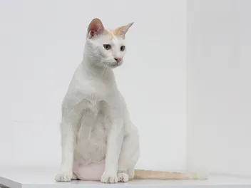 Why Is My Cat’s Primordial Pouch So Big? Normal vs Abnormally Large (Vet Verified)