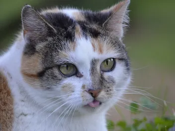 Why Do Cats Stick Their Tongue Out? 10 Vet-Verified Reasons